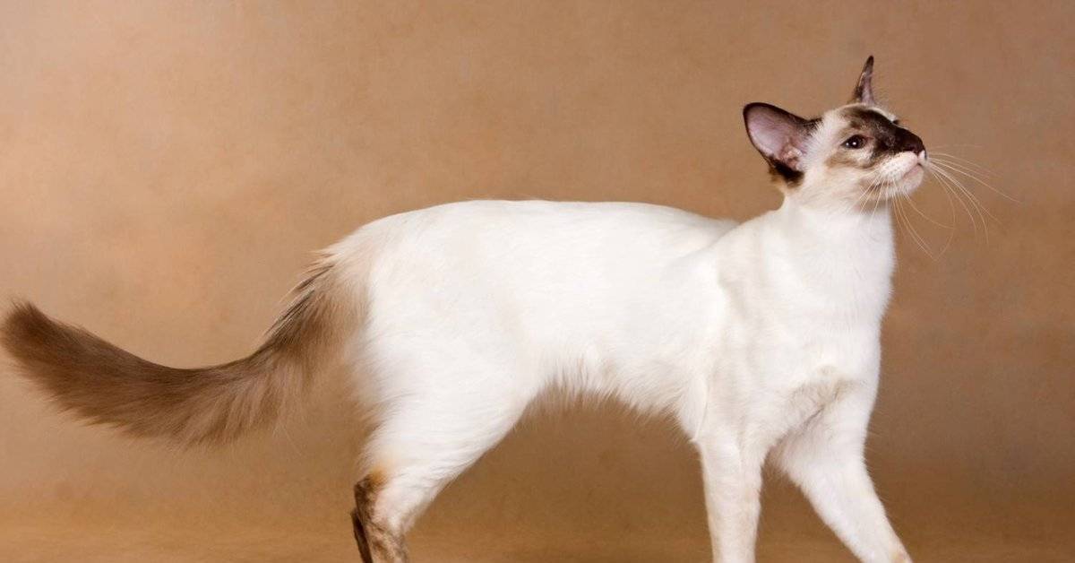 Балинезийская кошка
