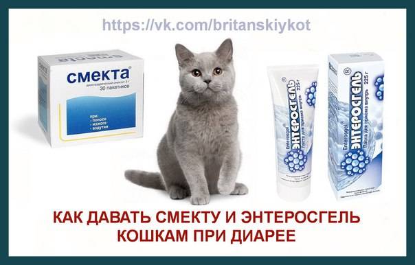 Понос у котенка - что делать?
