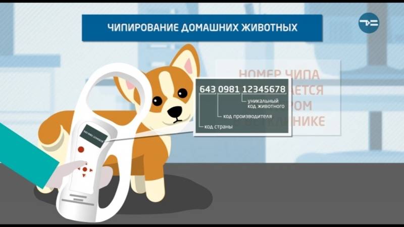 Чип для собаки