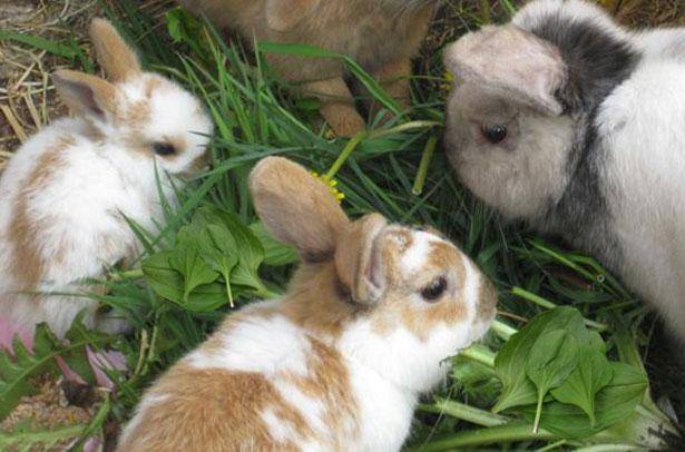 Можно ли кормить кроликов горохом: зелеными стручками и ботвой