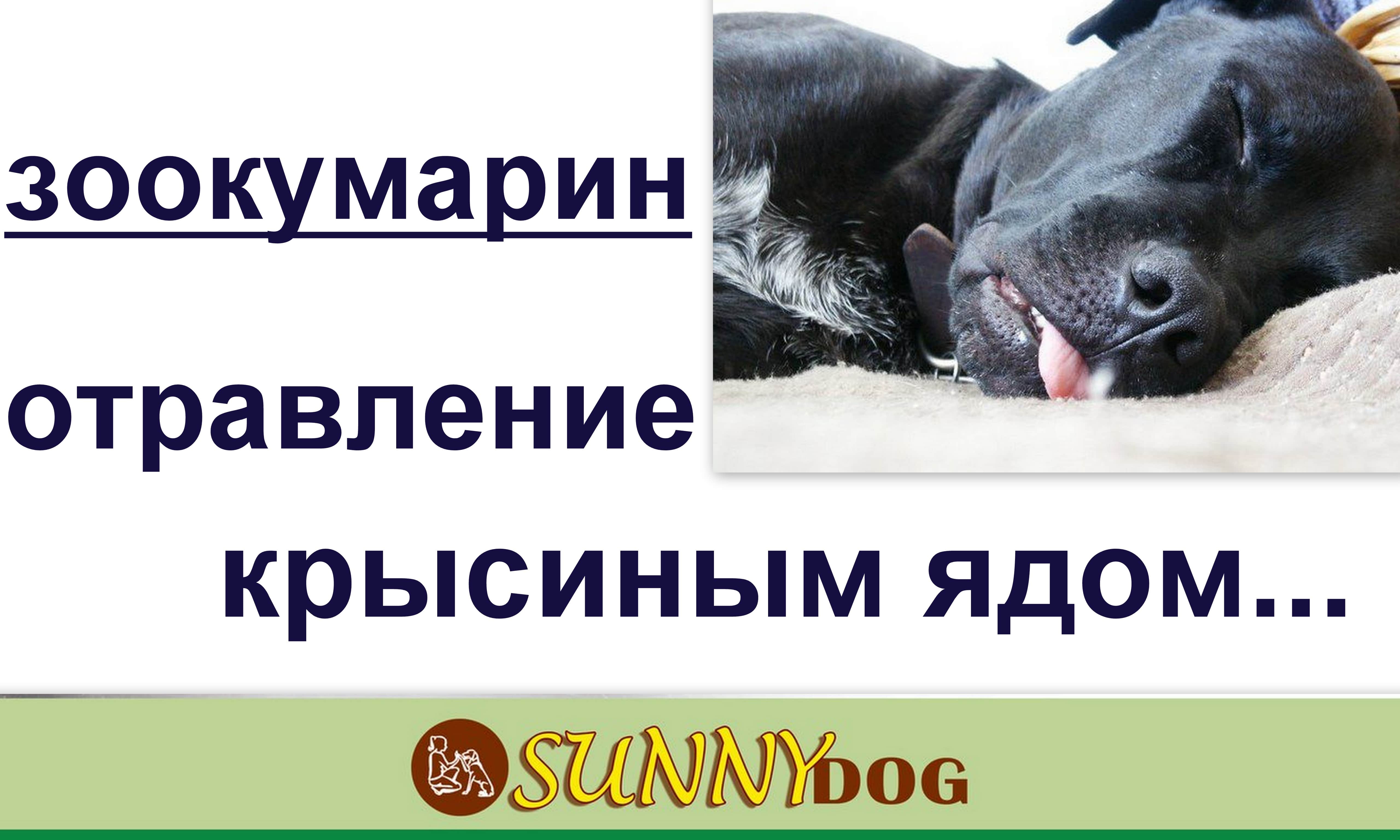 Отравление собаки догхантерами: симптомы и первая помощь