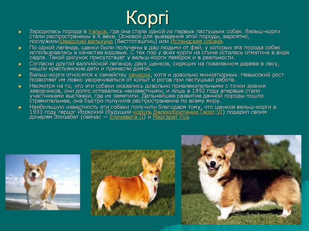Вельш-корги пемброк: история, характер, стандарт и особенности содержания (+ фото) | ваши питомцы