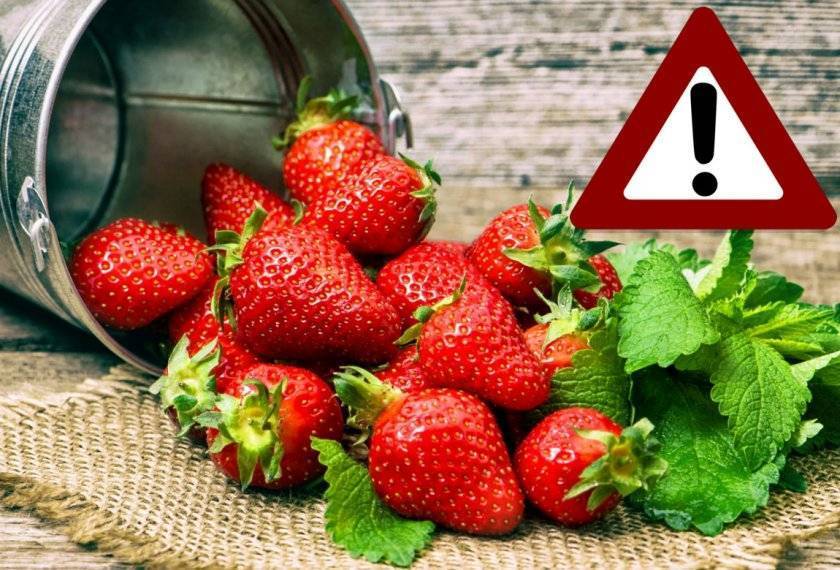Чем кормить хомяков: разрешенные и запрещенные продукты