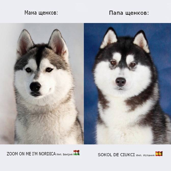 Породы собак, напоминающие хаски и их отличия