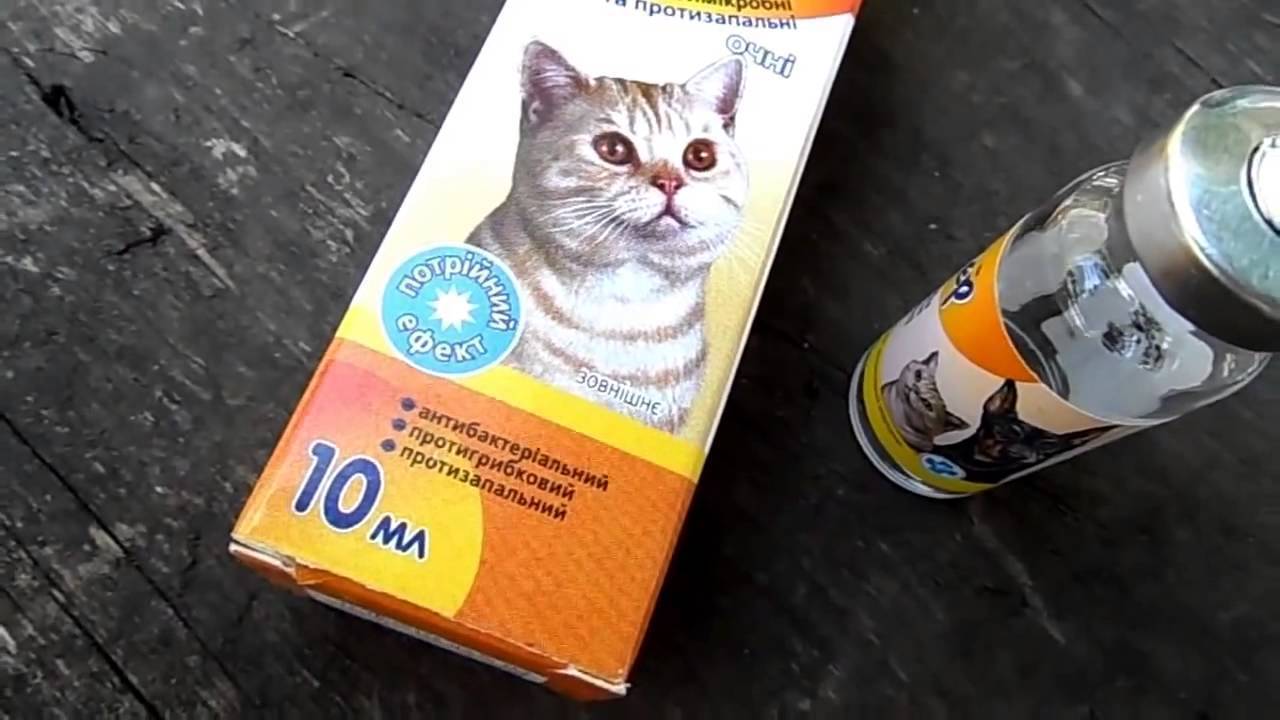 Быстрое и безопасное лечения насморка у кота в домашних условиях