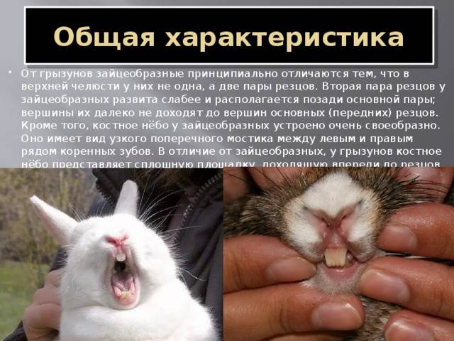 Зубные болезни кролика: как распознать, вылечить и предупредить