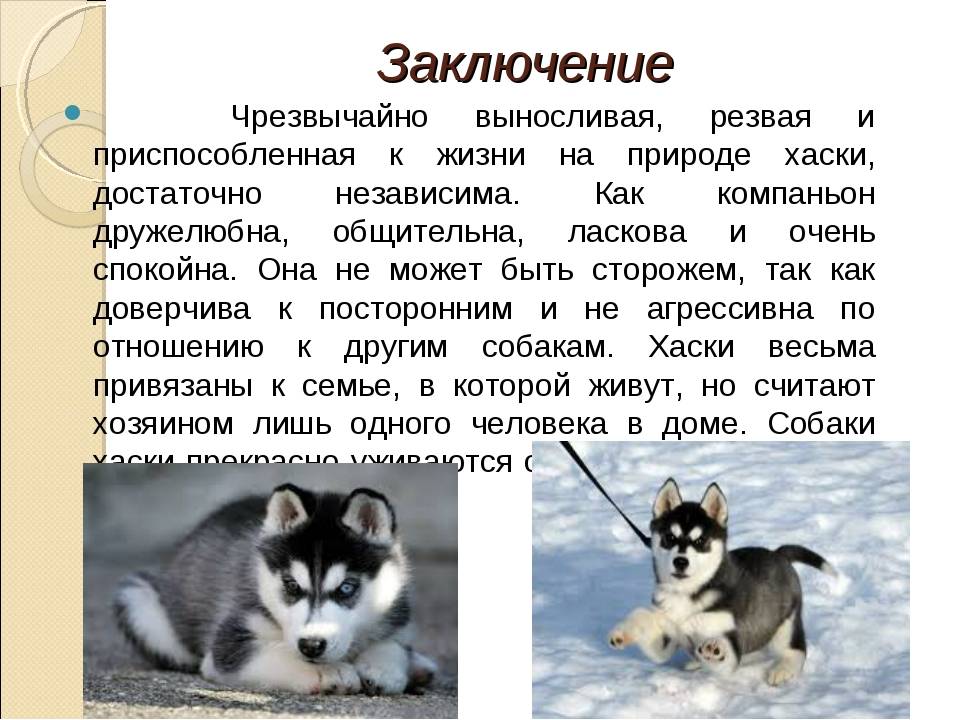 Крыса хаски – уход и содержание