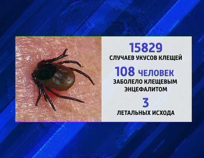 Энцефалит: определение клещевого энцефалита, лечится ли инфекция