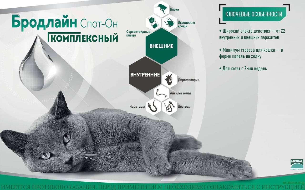 Бродлайн спот-он для кошек: инструкция по применению, эффективность, особенности