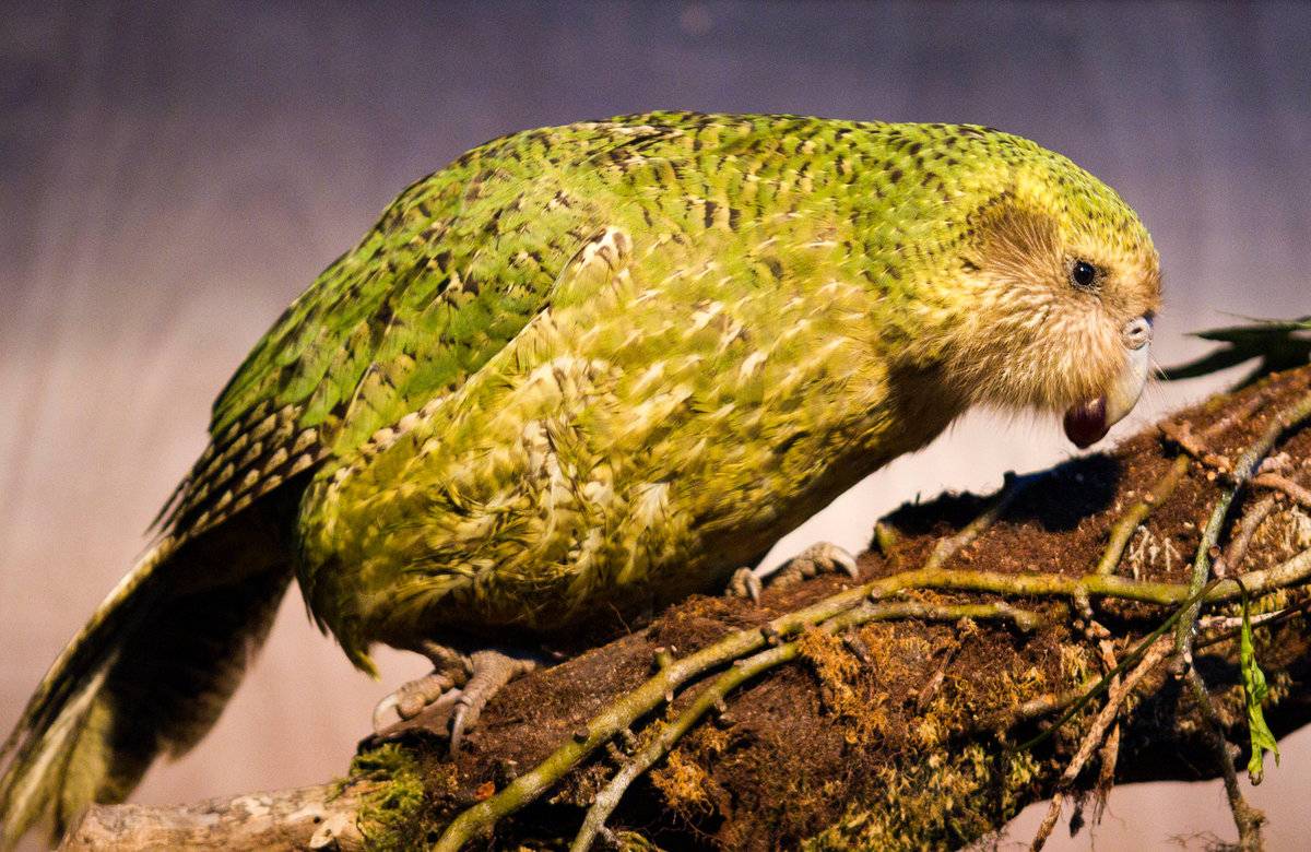 ᐉ совиный попугай или какапо: описание и меры по охране попугая - kcc-zoo.ru