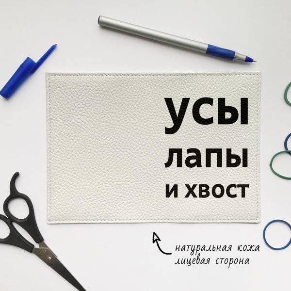 Путешествие с котом: какие прививки нужны и как подготовить кошку