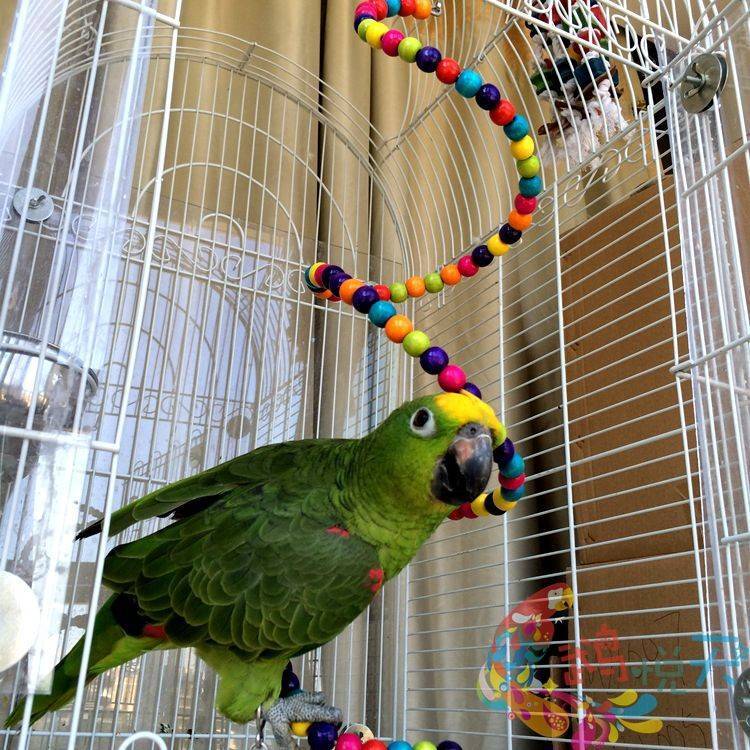 Как играть с волнистым попугаем