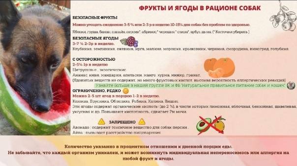 Какие фрукты и ягоды можно собакам