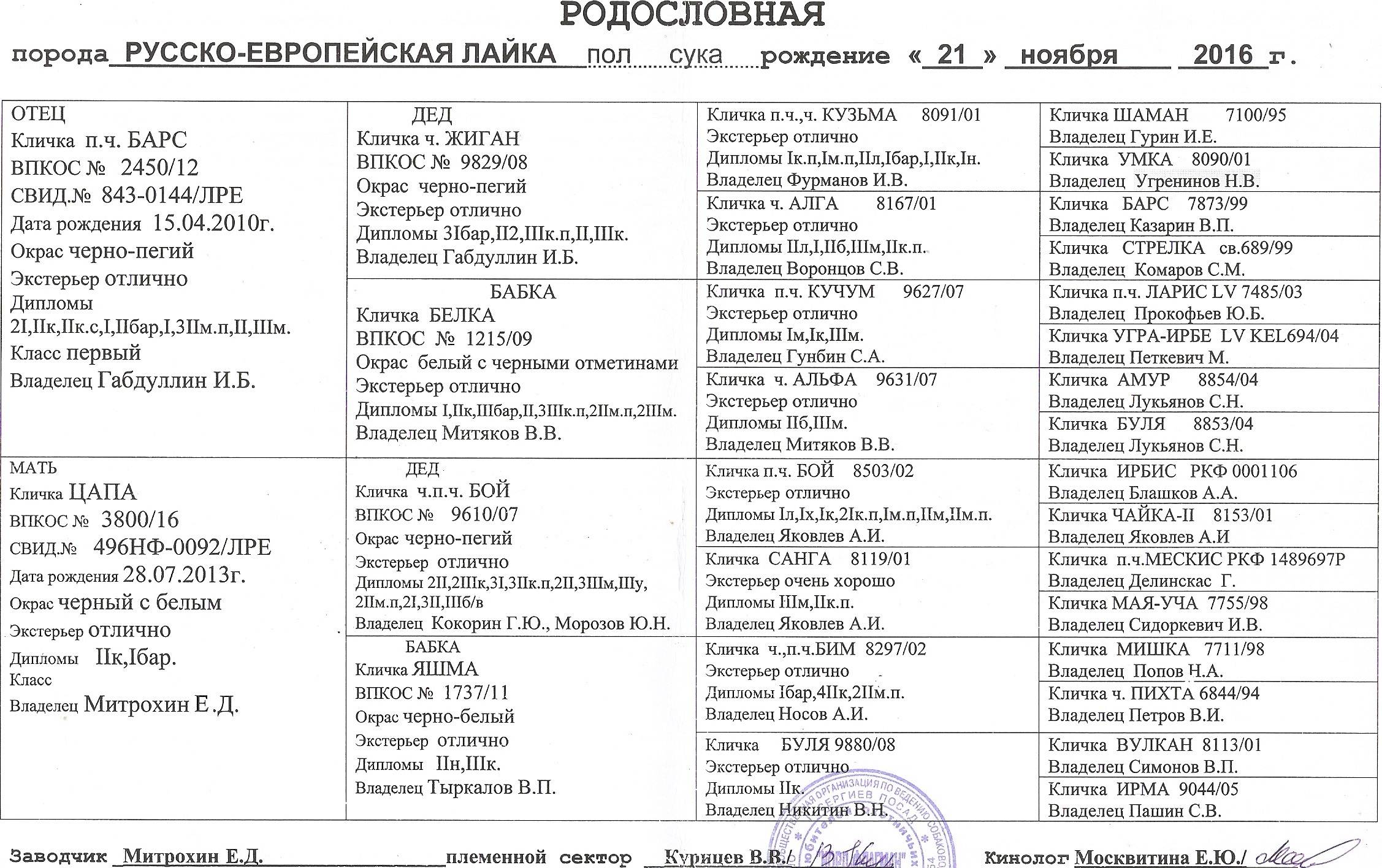 Русско-европейская лайка: описание породы