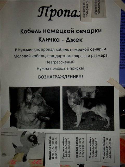 Клички для немецкой овчарки девочки: список, популярные, необычные, красивые, русские, для крупных пород