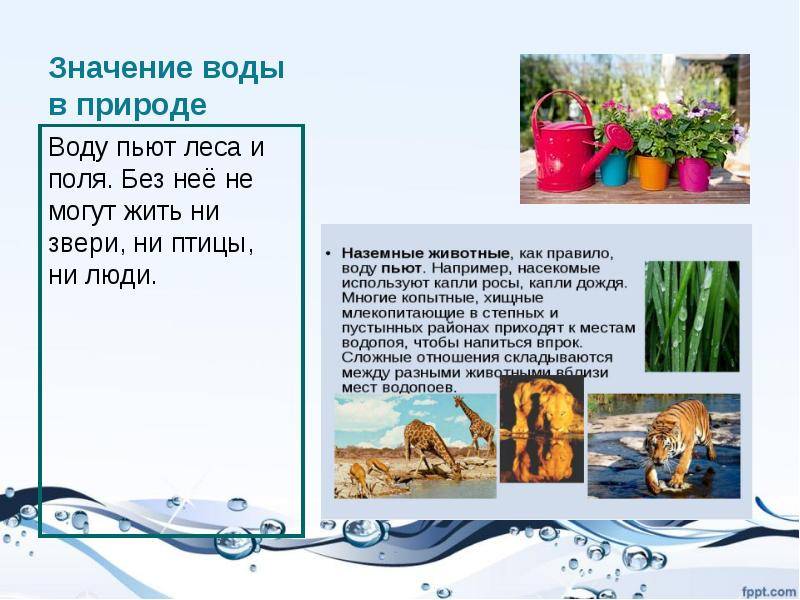 Сколько живут шиншиллы в домашних условиях в среднем?