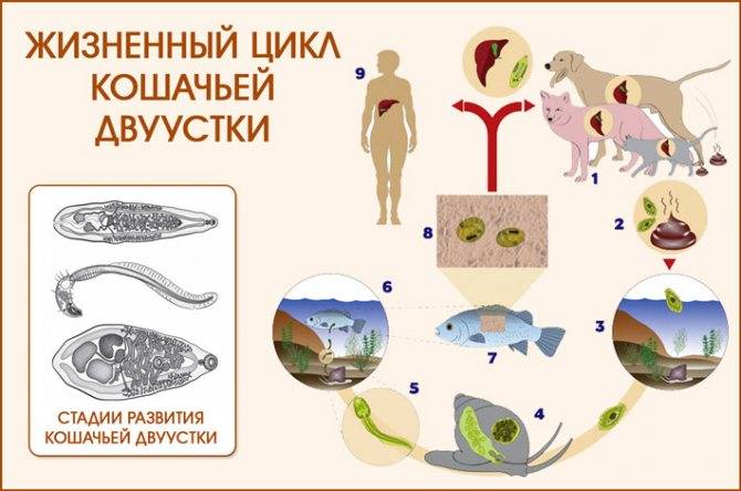 Эшерихиоз — коли-инфекция — виды, симптомы, пути передачи, методы лечения | университетская клиника