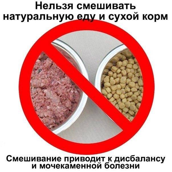 Можно ли смешивать сухой и влажный корм, как их совмещать, когда мешать сухой корм и влажный нельзя