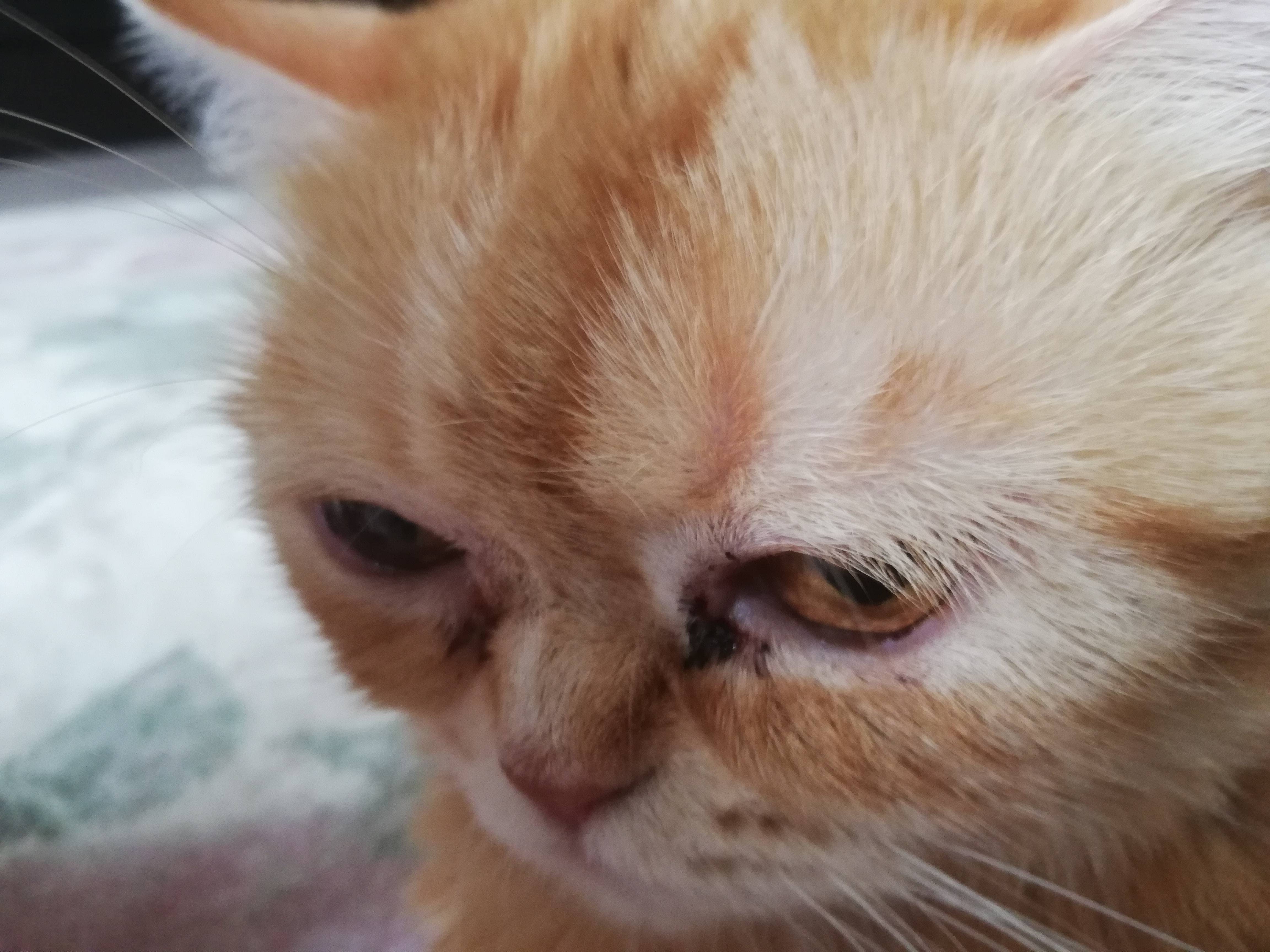 У кошки или кота коричневые выделения из глаз: причины и лечение темной жидкости