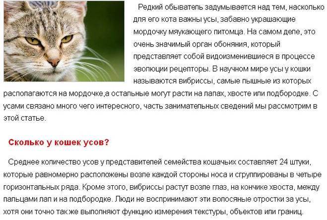 У кошки ломаются усы: выявляем главные причины | ваши питомцы