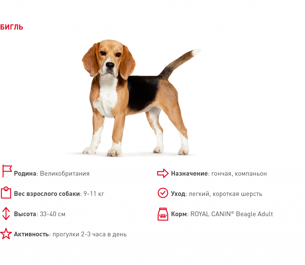 Собак данные. Параметры Бигль собаки породы. Бигль собака вес. Бигль собака стандарт породы. Собаку Бигль порода рост вес