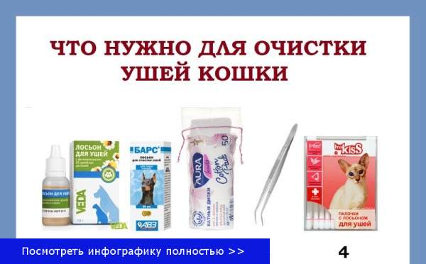 ᐉ как чистить уши кошке? - ➡ motildazoo.ru