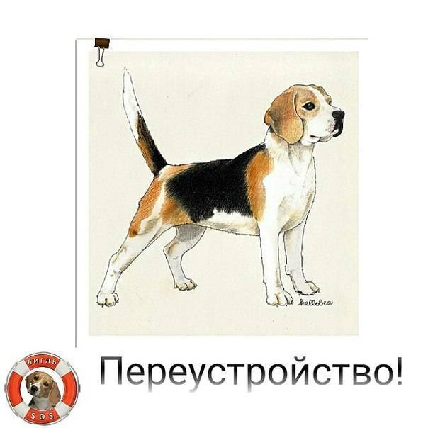 Бигль харьер, английский, керри или американский - какую разновидность породы выбрать.