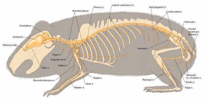 [новое исследование] анатомия и скелет морской свинки, описание строение тела внешнее и внутреннее