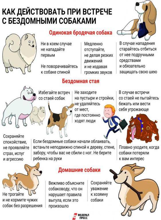 Топ 3 признаки беременности у собаки в первые дни