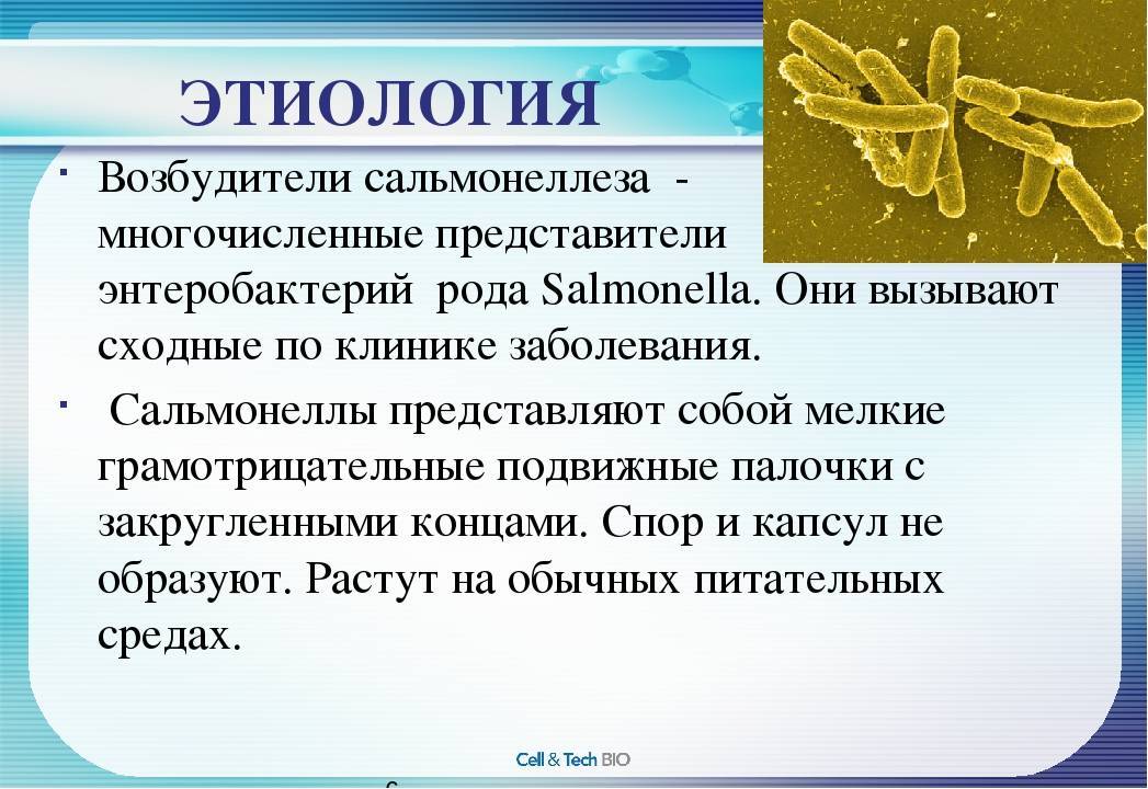 Что такое сальмонеллез — блог медицинского центра он клиник
