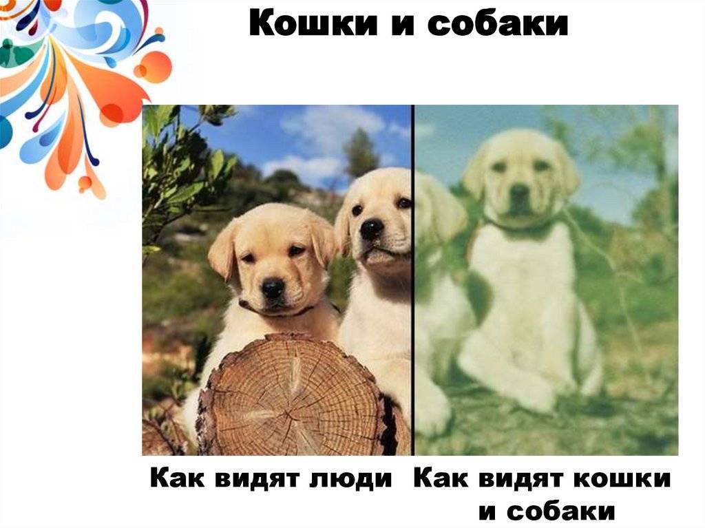 Зрение собаки и его проверка
