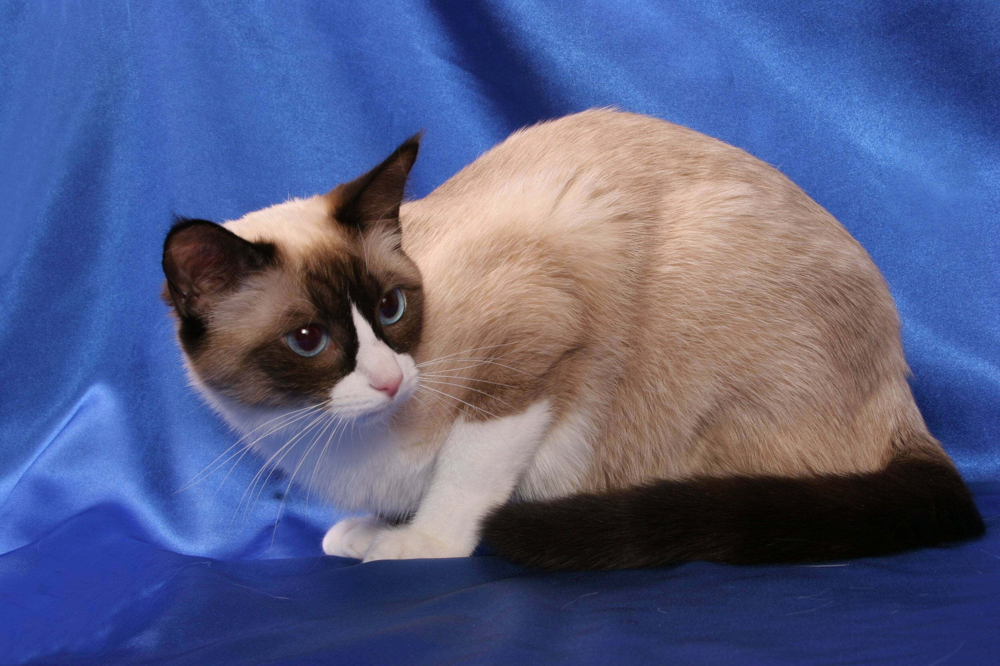 Рассмотрите фотографию кошки породы сноу шу. Сиамский Сноу-Шу. Сноу-Шу кошка. Сиамский кот Сноу Шу. Тайская кошка Сноу Шу.