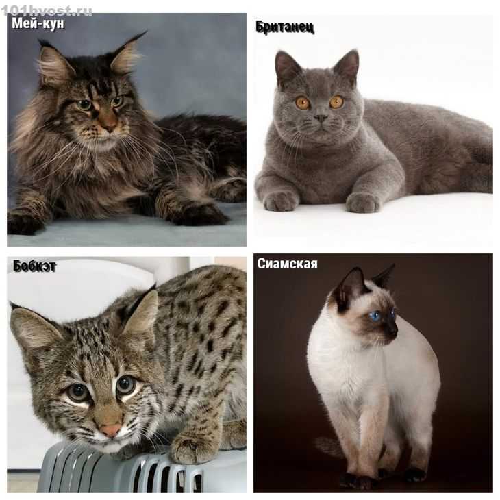 Топ-10 самых умных пород кошек | hill's pet