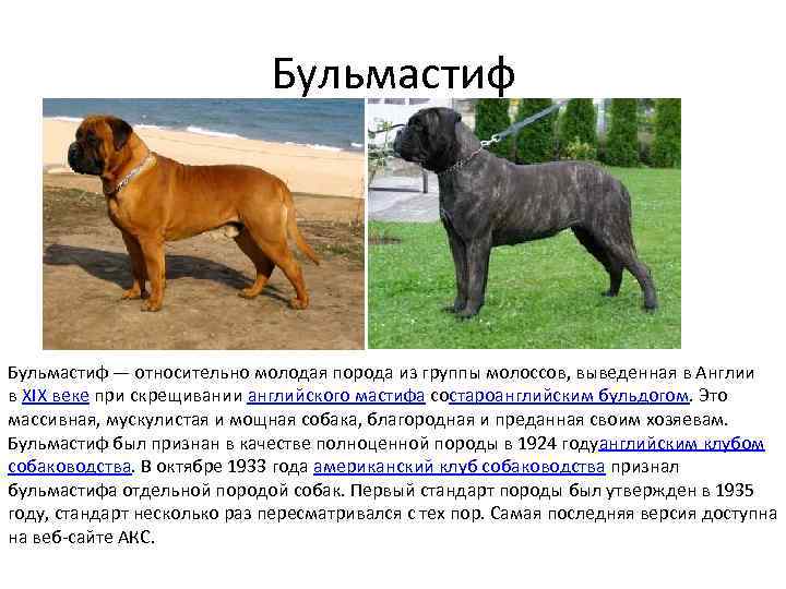 Английский мастиф - описание породы и характер собаки