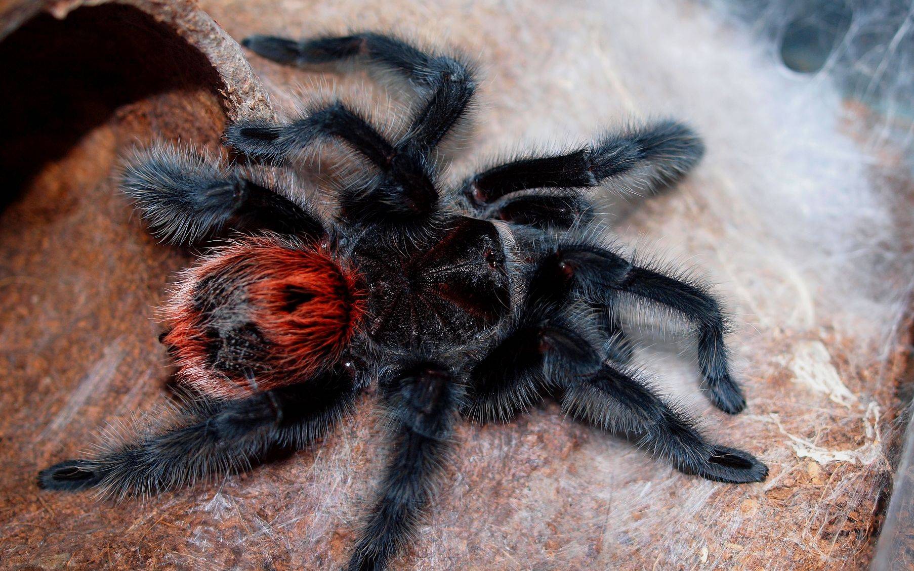 Домашний паук птицеед, как ухаживать и чем кормить?
