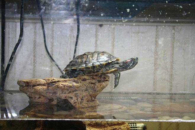 Сколько живут красноухие черепахи, содержание и уход за ними
