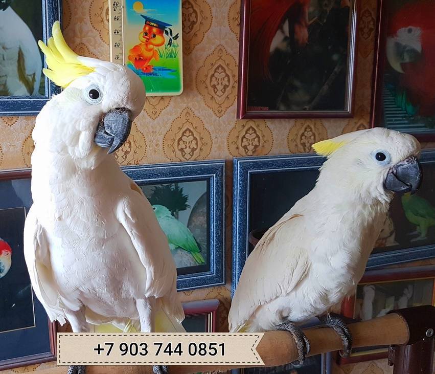Попугай какапо: самый редкий вид в мире!
