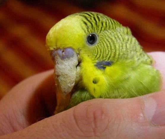 Почему у попугая наросты: на клюве, восковице, роговице, лапах, глазах
