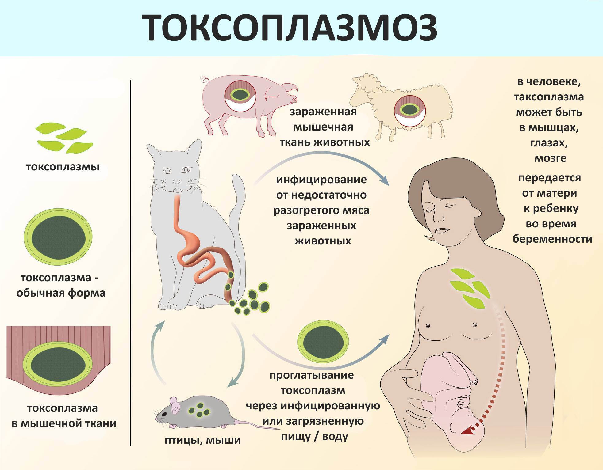 Лечение токсоплазмоза у кошек схема лечения