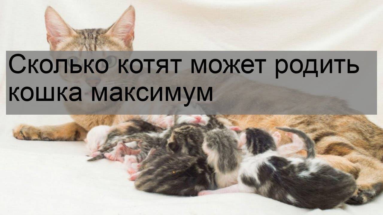 Сколько раз в год рожает кошка – частота родов