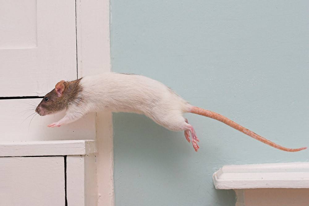 Прыжок мыши. Крыса прыгает. Крыса бежит.