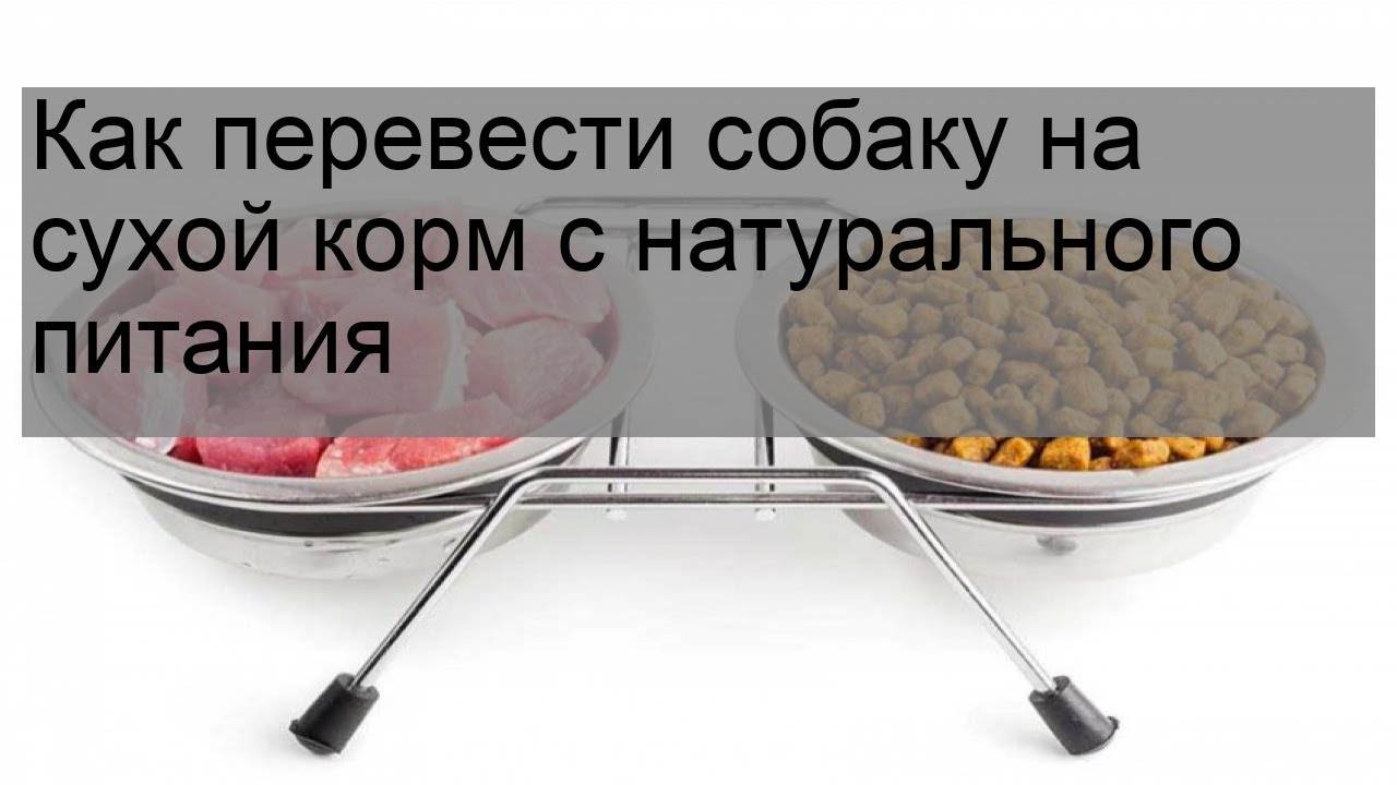 Как перевести собаку на сухой корм с натурального питания