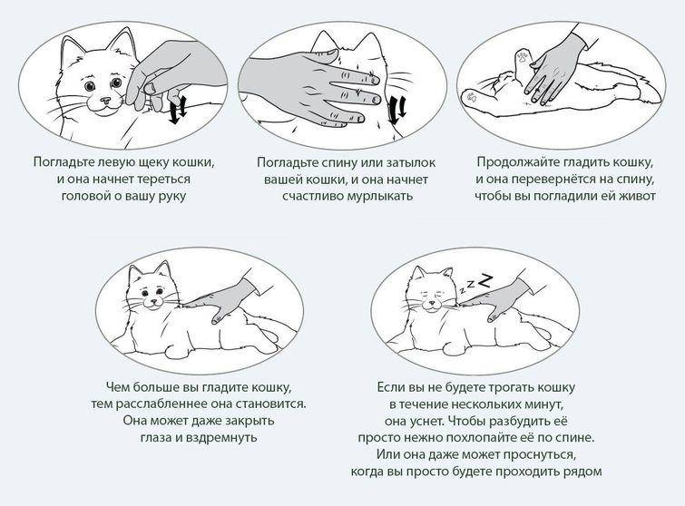Как отучить кошку кусаться, нападать и царапаться и что делать с месячным котенком