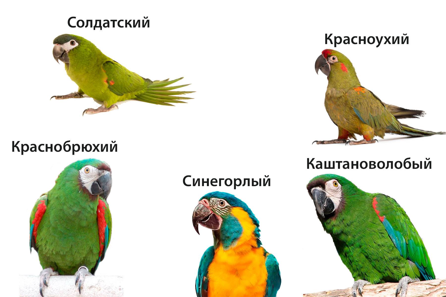 Сколько лет живет попугай ара