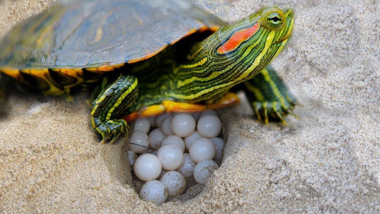Сколько живут черепахи в домашних условиях
сколько живут черепахи в домашних условиях