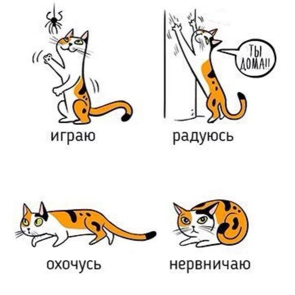 Как разговаривать с котами и кошками? ученые нашли ответ