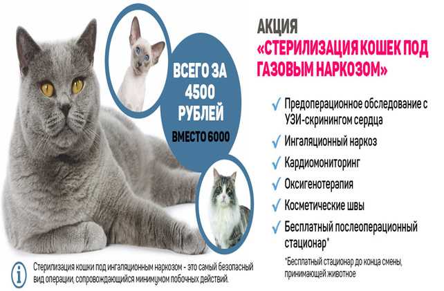 Кастрация кота – подробно о процедуре и последствиях