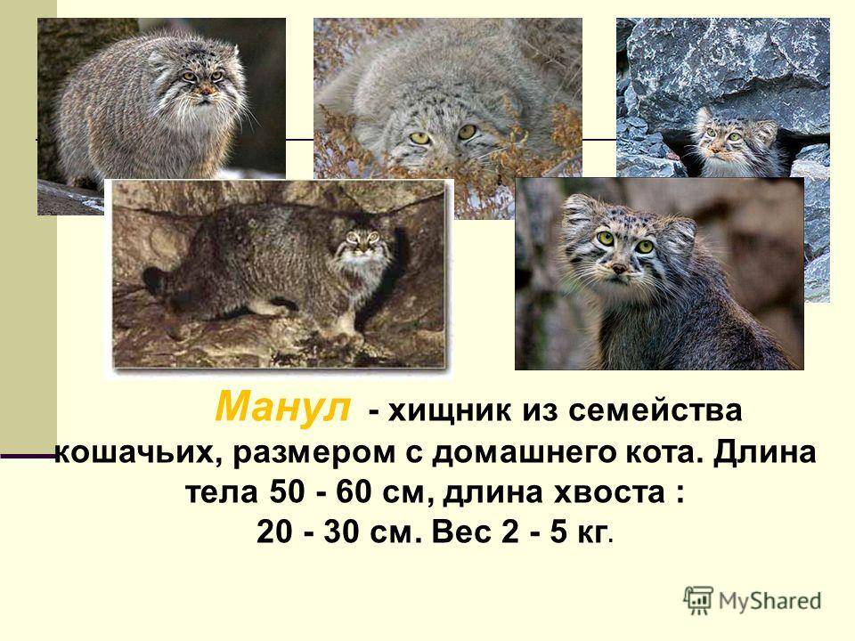 Манул в домашних условиях: особенности содержания