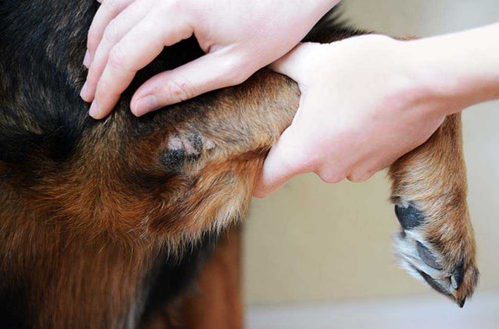 Опухоль на шее у собак: почему появилась под кожей, челюстью, лечение - блог о животных - zoo-pet.ru