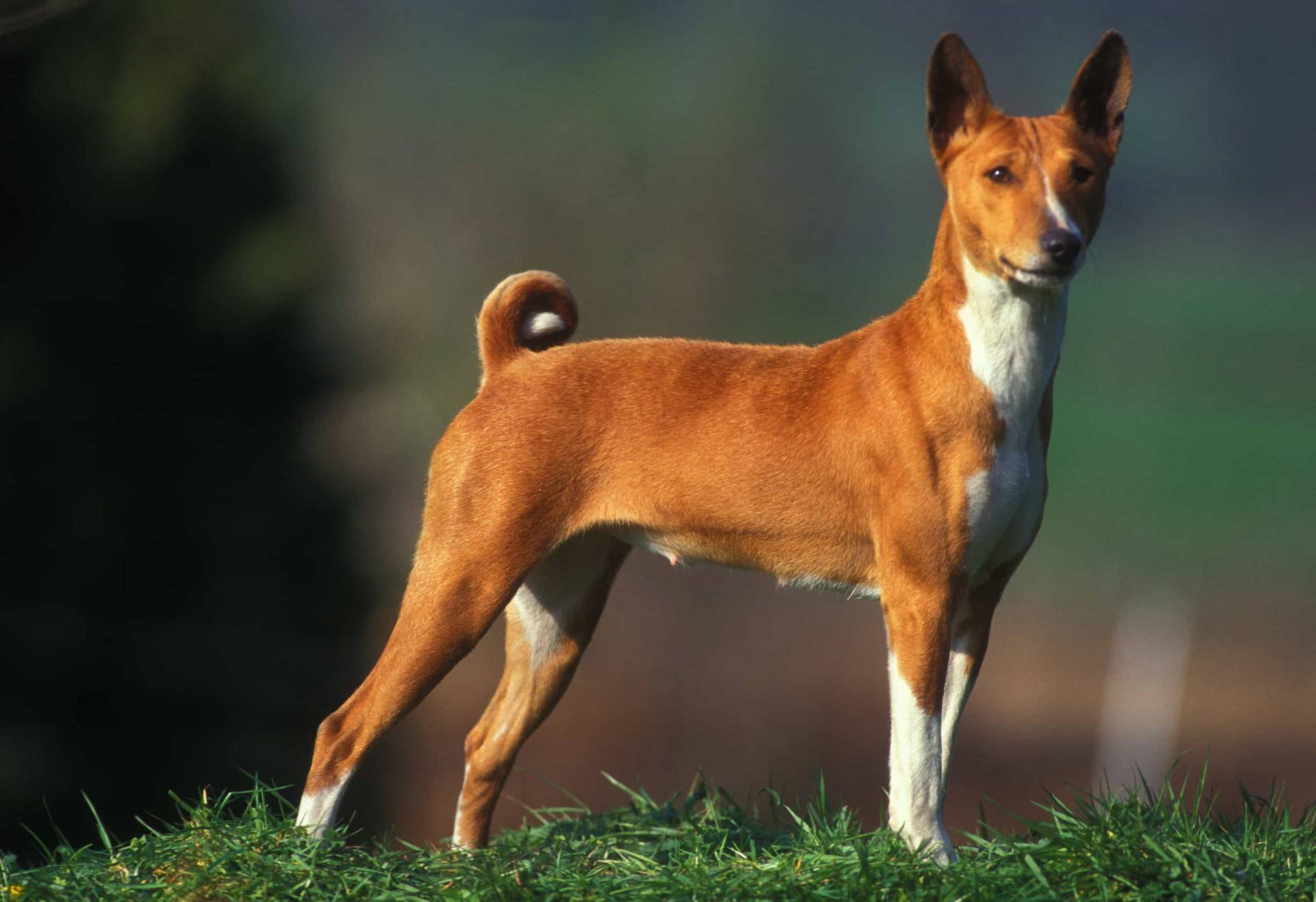 Африканская нелающая собака басенджи и ее особенности